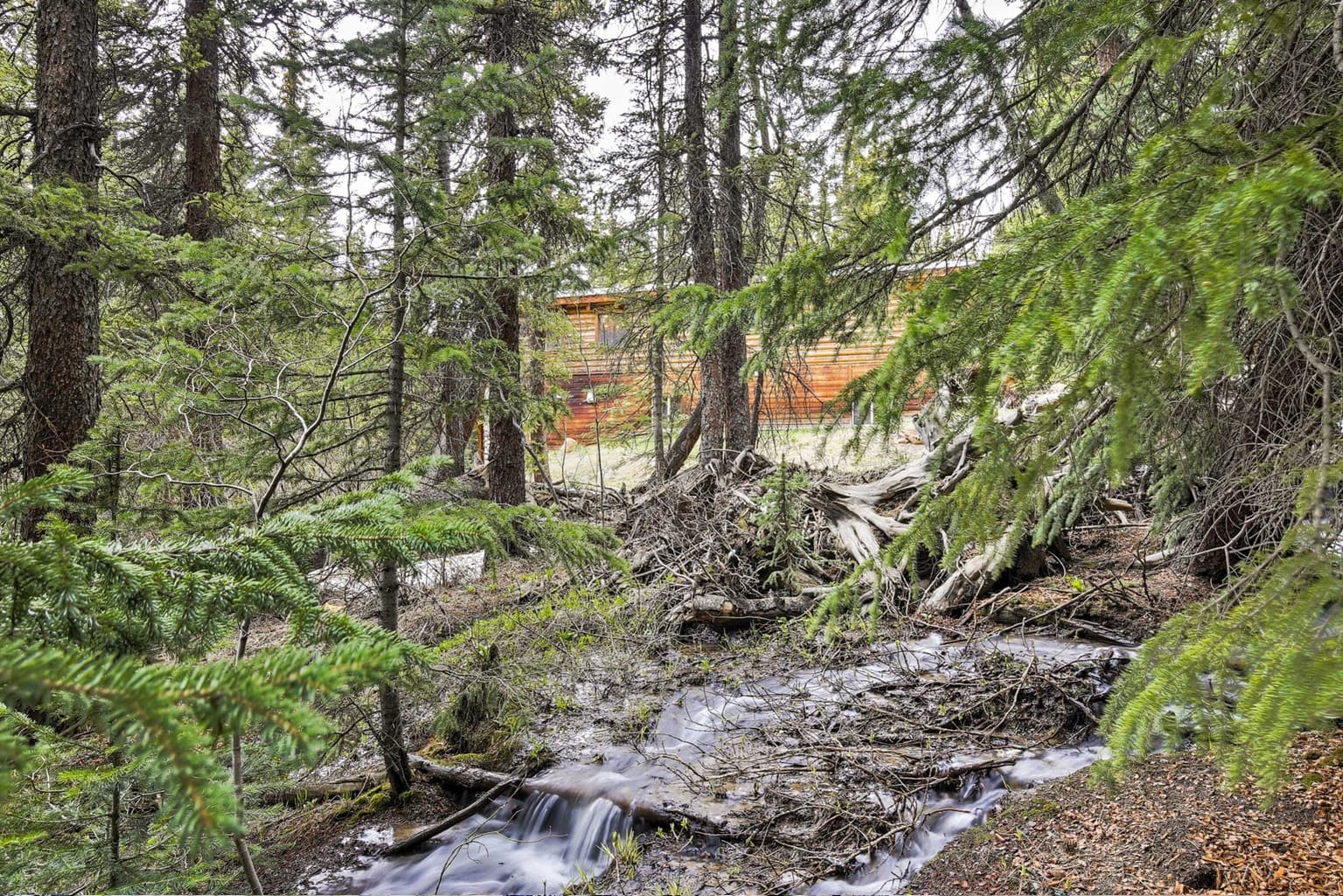 Small stream flows through dense evergreen forest with a rustic wooden cabin in the background.